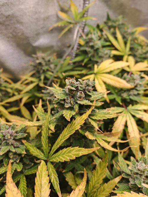 Fat monkey auto. Week 13