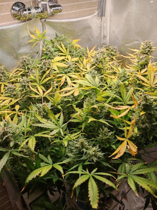 Fat monkey auto. Week 13