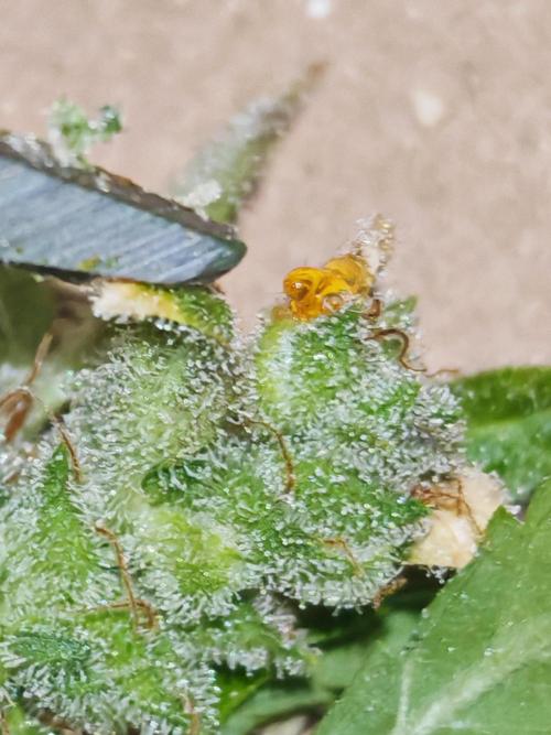 Fat monkey auto. Week 14