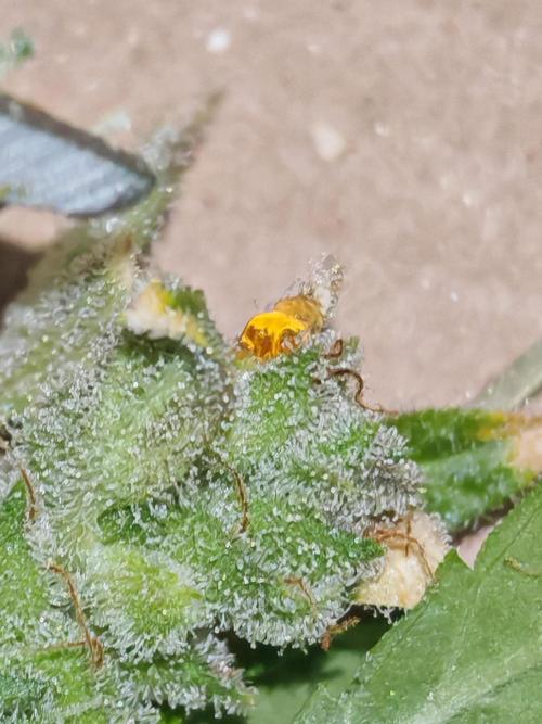 Fat monkey auto. Week 14
