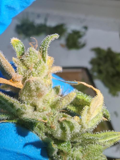 Fat monkey auto. Week 14