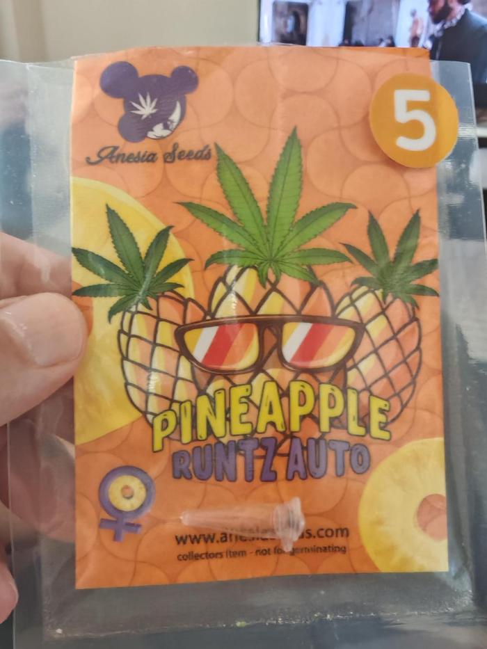 PINEAPPLE RUNTZ AUTO. Week 0