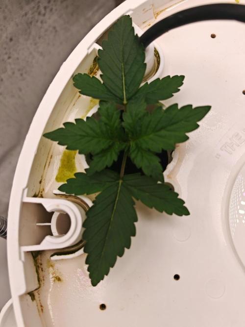 FAT MONKEY AUTO. Week 2