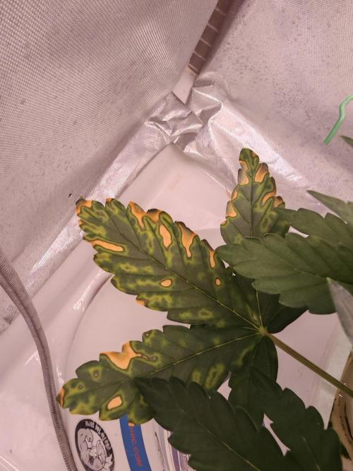 FAT MONKEY AUTO. Week 3