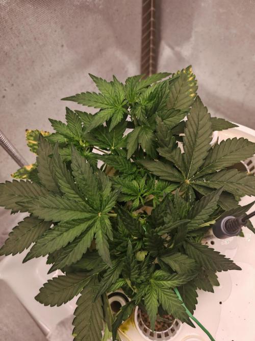FAT MONKEY AUTO. Week 3