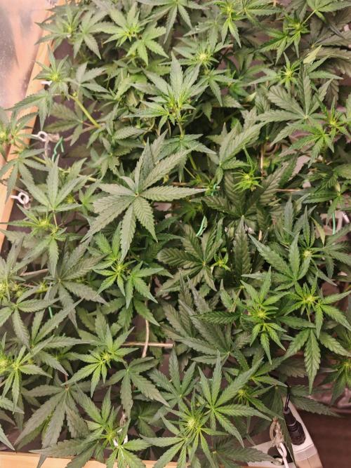 FAT MONKEY AUTO. Week 5
