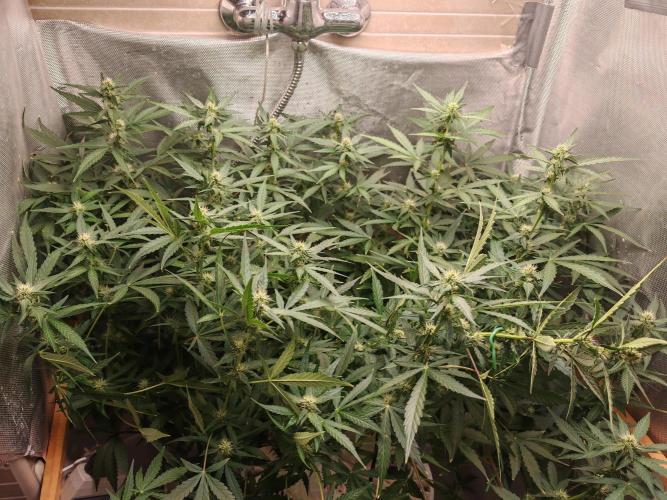 FAT MONKEY AUTO. Week 6
