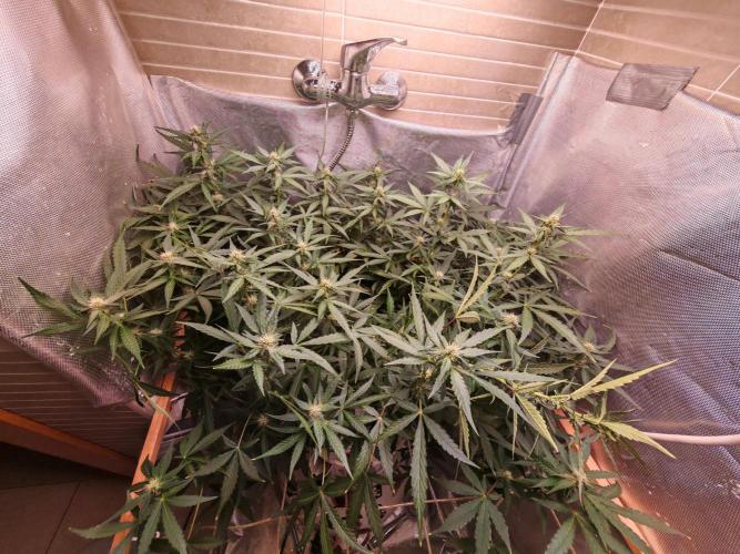 FAT MONKEY AUTO. Week 6
