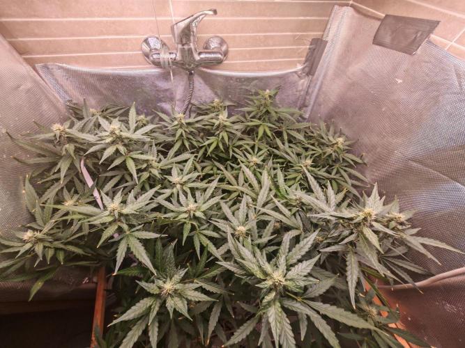 FAT MONKEY AUTO. Week 7