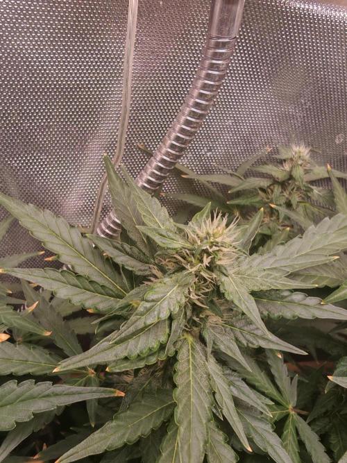 FAT MONKEY AUTO. Week 7