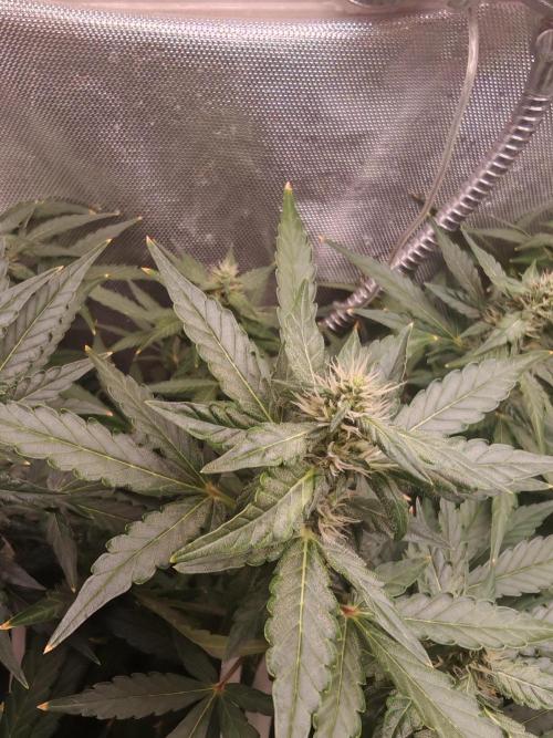 . Week 7