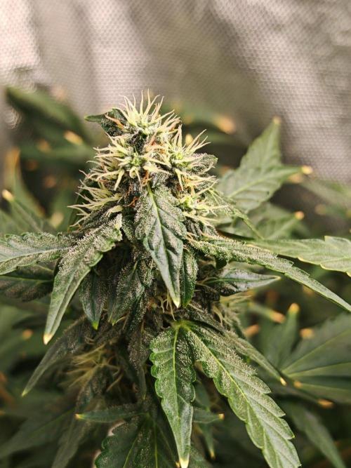 FAT MONKEY AUTO. Week 8