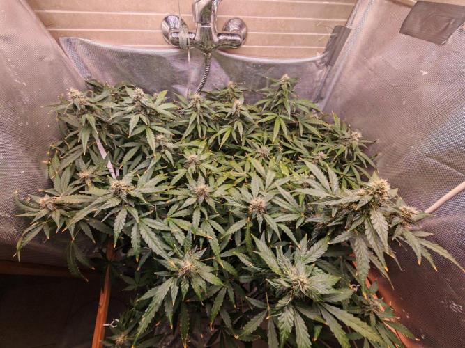 FAT MONKEY AUTO. Week 8
