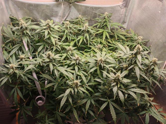 FAT MONKEY AUTO. Week 8