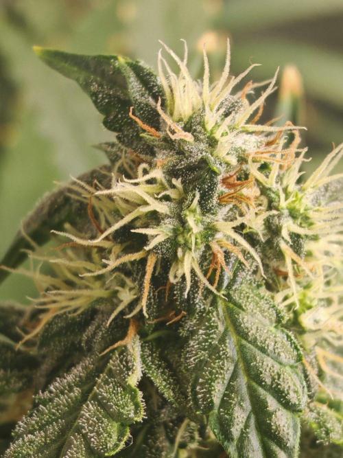 FAT MONKEY AUTO. Week 8