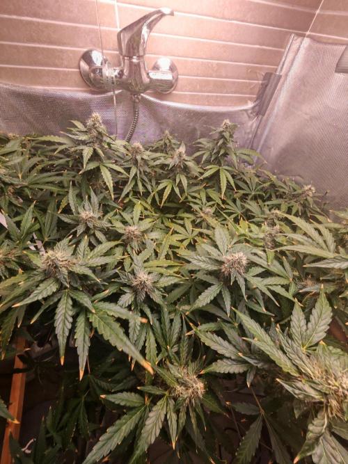 FAT MONKEY AUTO. Week 8