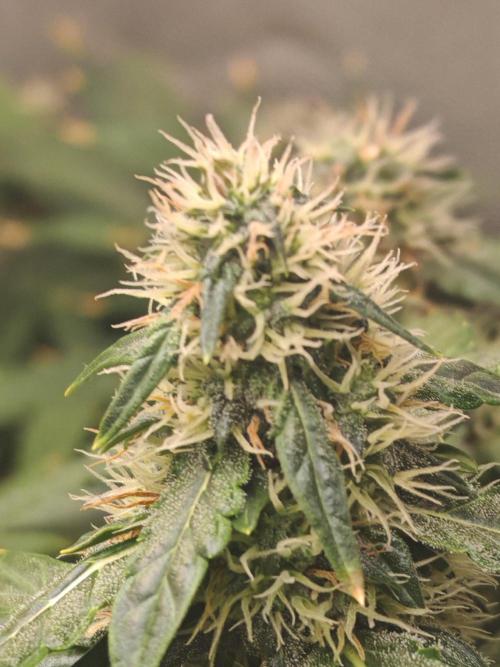 FAT MONKEY AUTO. Week 8