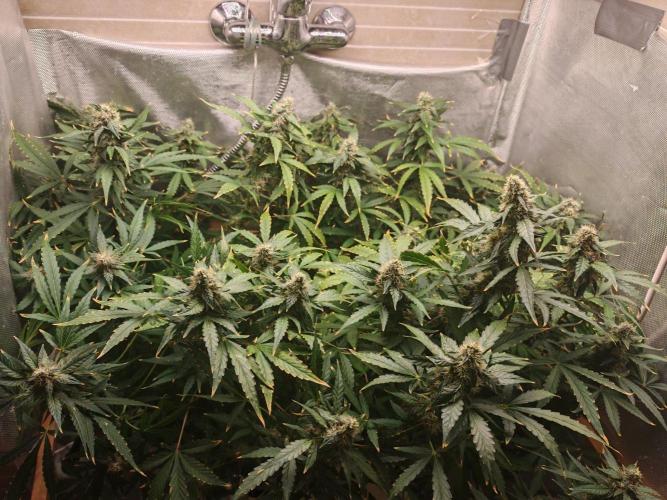 FAT MONKEY AUTO. Week 8