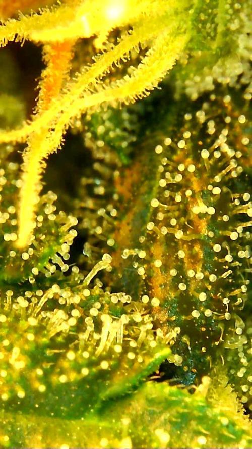 FAT MONKEY AUTO. Week 8