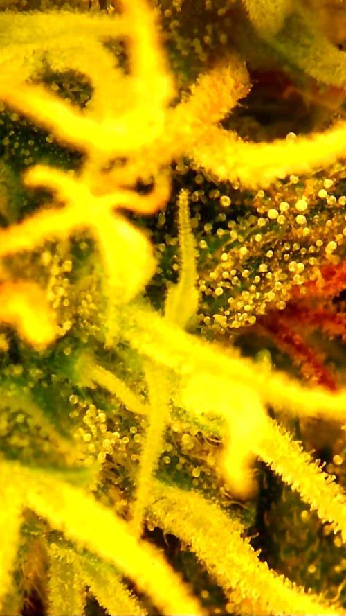 FAT MONKEY AUTO. Week 8