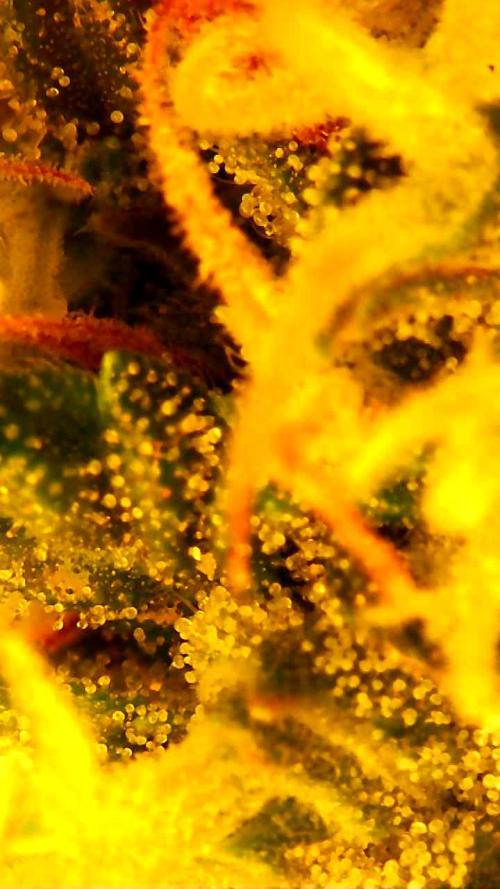 FAT MONKEY AUTO. Week 9
