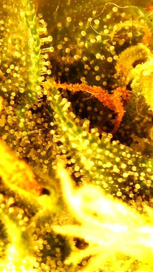 FAT MONKEY AUTO. Week 9