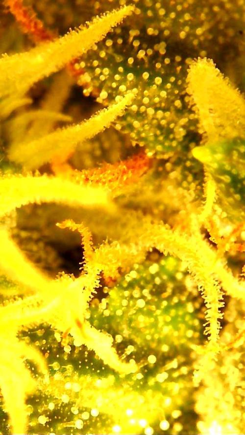 FAT MONKEY AUTO. Week 9