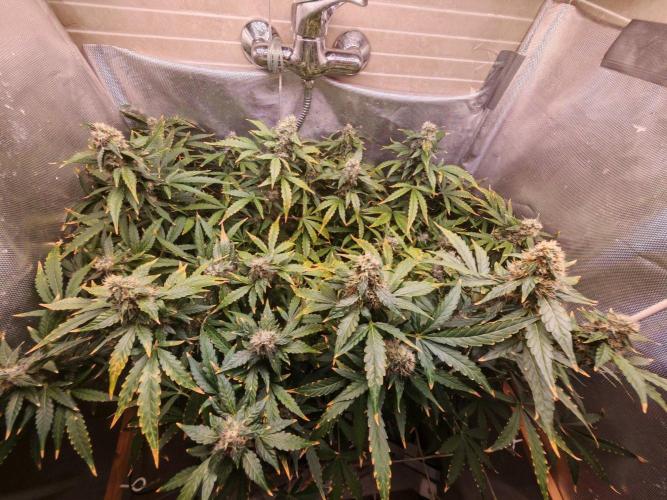 FAT MONKEY AUTO. Week 9