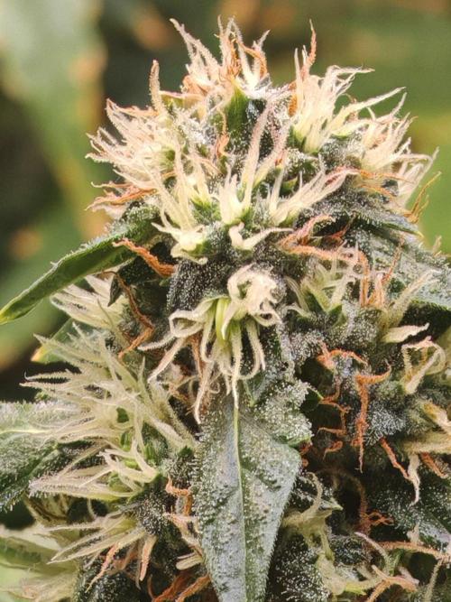 FAT MONKEY AUTO. Week 9
