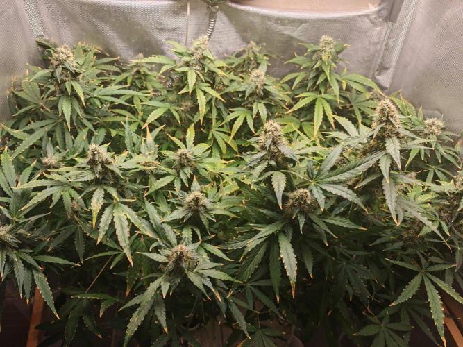 FAT MONKEY AUTO. Week 9