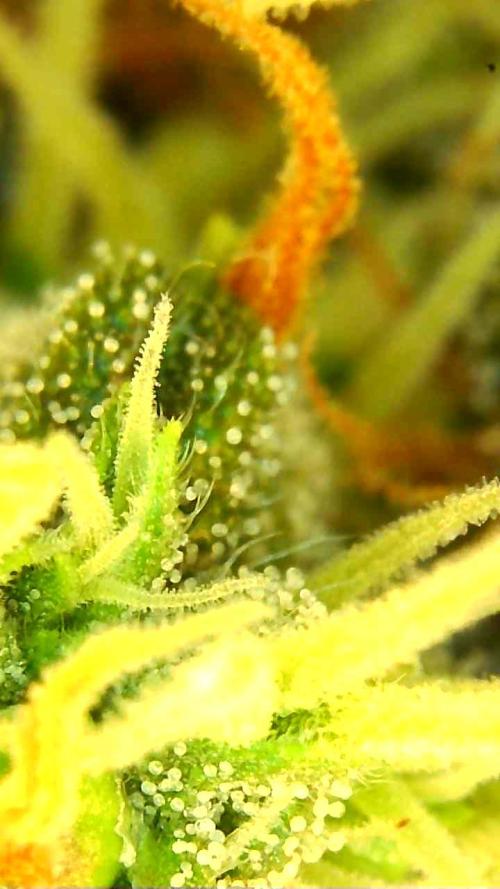 FAT MONKEY AUTO. Week 10