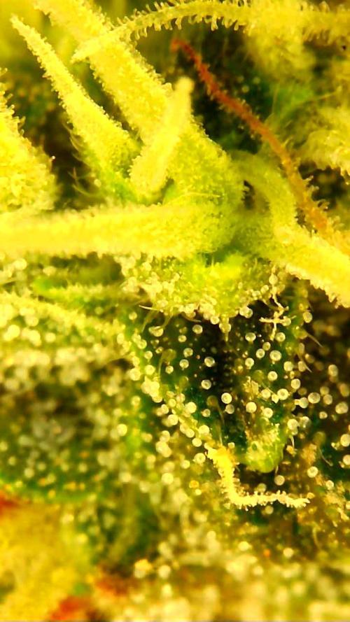 FAT MONKEY AUTO. Week 10