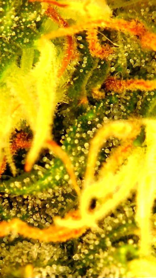 FAT MONKEY AUTO. Week 10