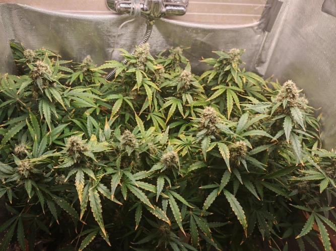 FAT MONKEY AUTO. Week 10