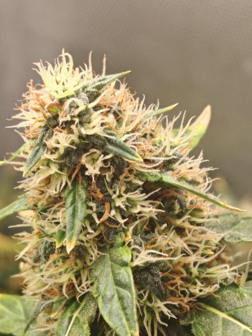 FAT MONKEY AUTO. Week 10