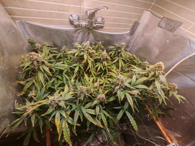 FAT MONKEY AUTO. Week 10
