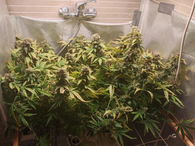 FAT MONKEY AUTO. Week 11