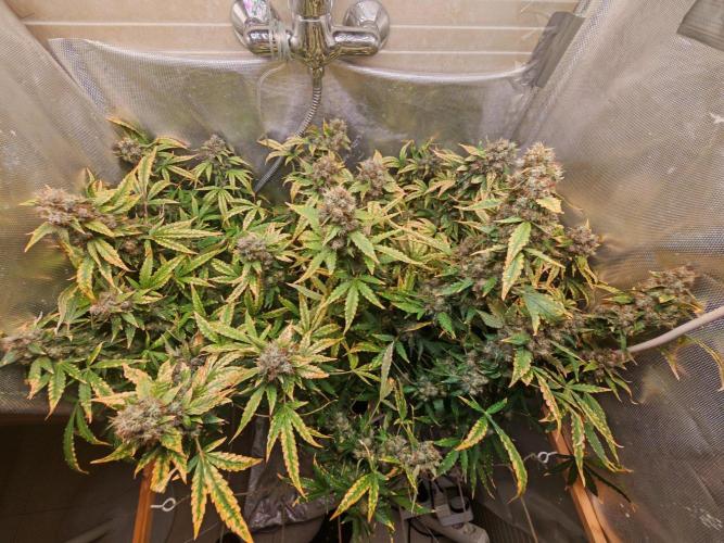 FAT MONKEY AUTO. Week 11