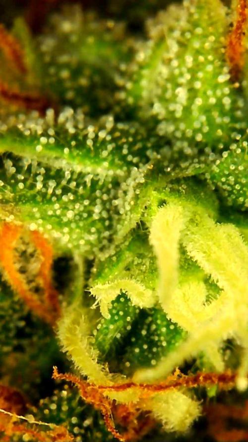 FAT MONKEY AUTO. Week 11