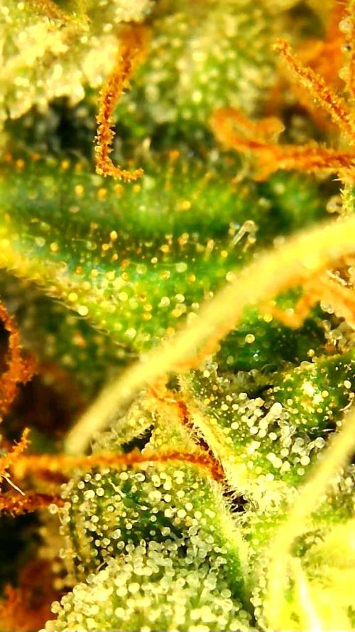 FAT MONKEY AUTO. Week 11