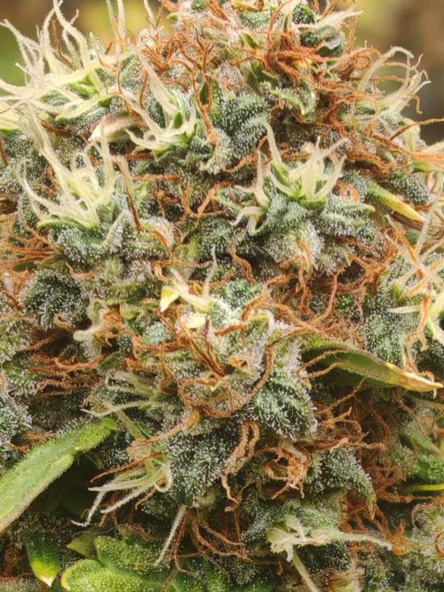 FAT MONKEY AUTO. Week 12
