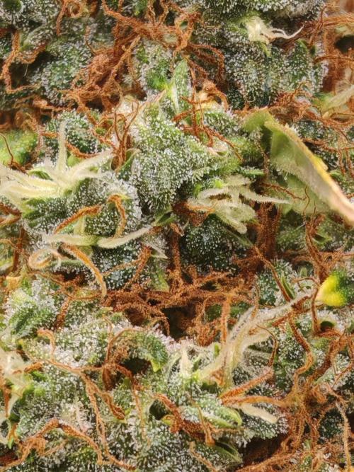 FAT MONKEY AUTO. Week 12