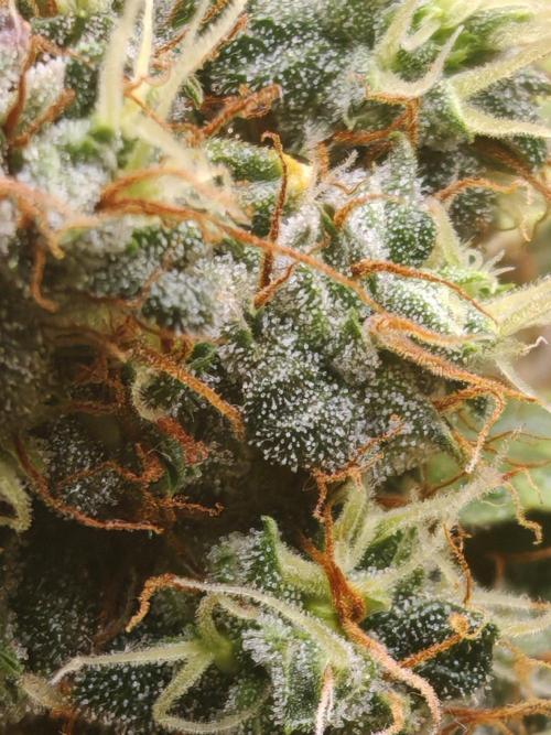 FAT MONKEY AUTO. Week 12