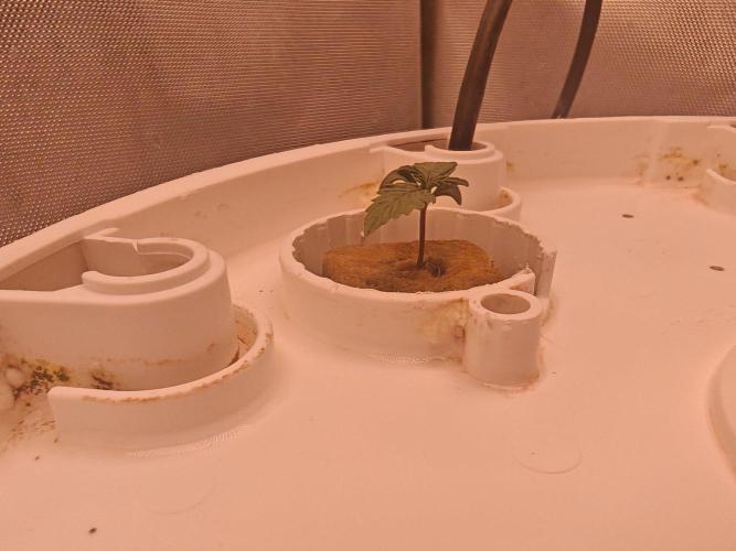 Auto Lemongrass. Week 1