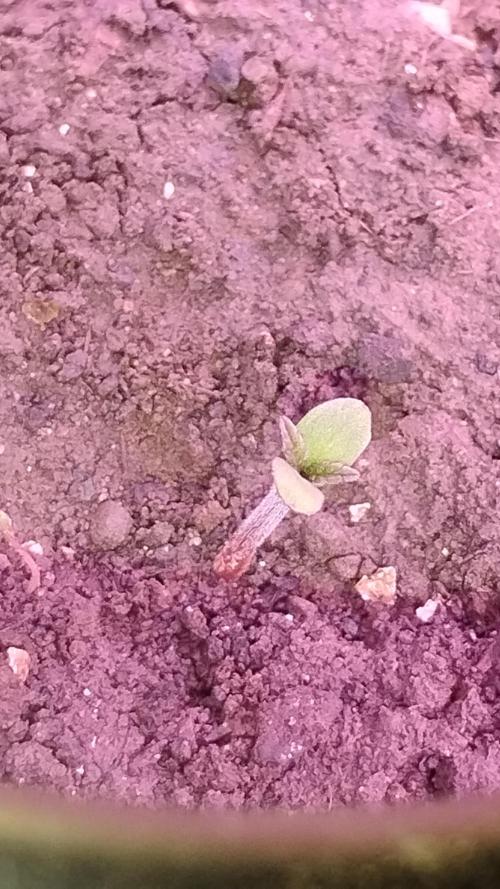 Popped Cherry Summer. Week 0