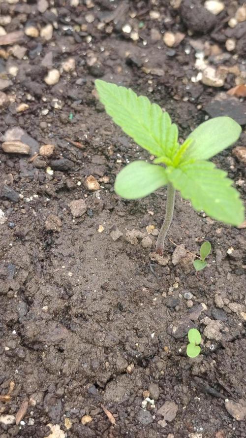 Popped Cherry Summer. Week 0