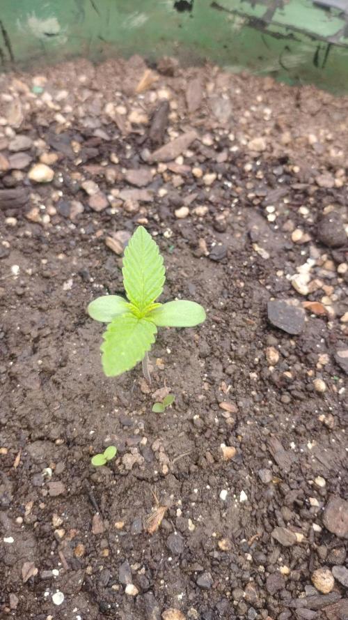 Cherry Cola Auto. Week 0