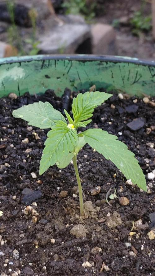 Popped Cherry Summer. Week 1