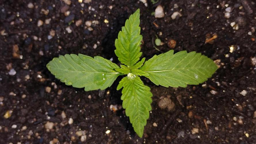 Cherry Cola Auto. Week 1