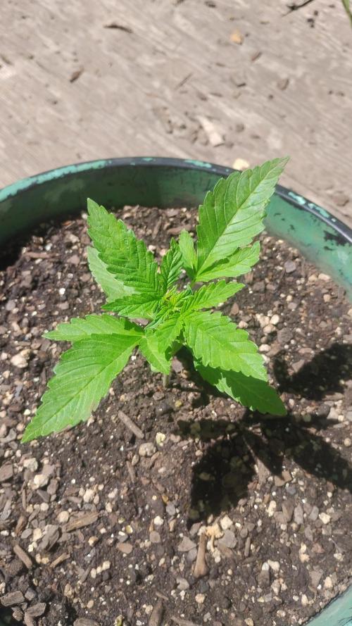 Popped Cherry Summer. Week 2